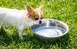 Tanto los perros como los gatos deben tener agua abundante en los días calurosos, si es posible agregar cubitos de hielo al agua y controlar que no se les vacíe.