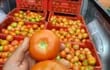 Producción de tomates en Misiones.