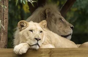 leones-blancos-101850000000-1638470.JPG