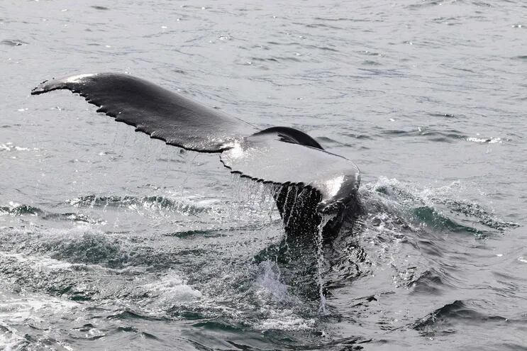 Una ballena jorobada bucea en Hestfjorour, Islandia, mientras los científicos están recopilando datos del soplo de las ballenas para averiguar si se estresan con los barcos de observación de ballenas, una industria que ha florecido en los últimos años.