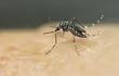 zika-dengue-chikunguna-aedes-155830000000-1425746.JPG