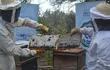 Apicultores de la Asociación Eirete Pantanal en Fuerte Olimpo, en plena tarea de cosecha de la miel de abeja.