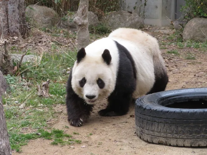 Tan Tan, la panda más longeva de su especie.