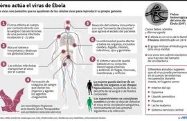 La OMS alerta  por brotes de ébola