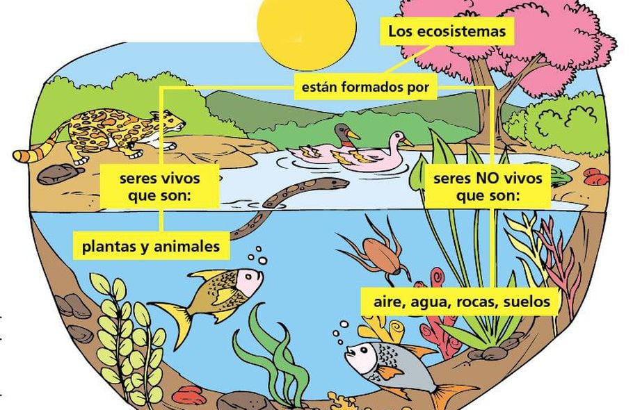 Ecosistemas Acuaticos Y Terrestres Escolar Abc Color