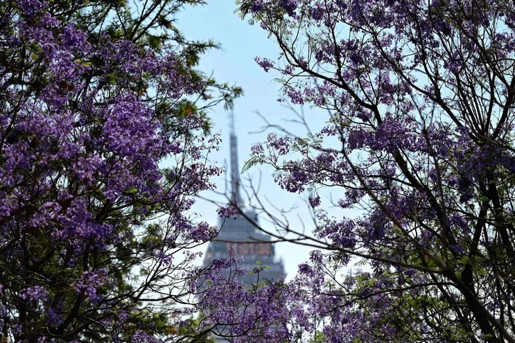 El violeta brillante de los jacarandás en flor que invade las calles de Ciudad de México anuncia la primavera boreal y revela una herencia japonesa desconocida para muchos de sus habitantes, que disfrutan un “hanami” a la mexicana.