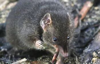 Un equipo de investigadores ha descubierto un pequeño marsupial australiano llamado 'antechinus' que, según han demostrado, sacrifica horas de sueño nocturnas para dedicar más tiempo al sexo en la época de apareamiento.