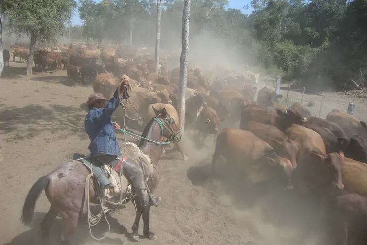 Ganadería paraguaya en el Chaco