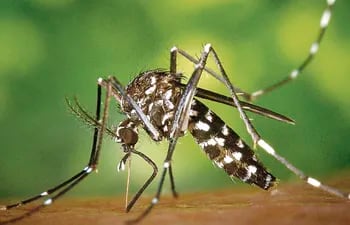 El Aedes aegypti es el principal vector que transmite el virus como el dengue, zika y chikunguña, así como también la fiebre amarilla.