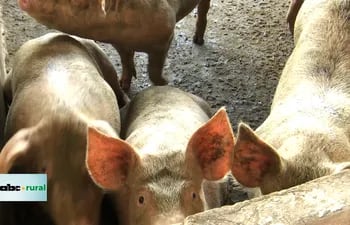 Engorde de cerdos en sistema de granjas integradas