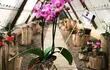 Koke Orquídea es una planta de interior muy solicitada por su belleza y lo encontrarán en Cabañas - Caacupé, en el barrio Virgen del Rosario.