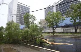 Árbol caido frente a la zona de los nuevos edificios del Gobierno. En total más de 35 árboles murieron ayer solo en Asunción.
