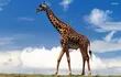 Una jirafa mata a una bebé de 16 meses en Sudáfrica. (foto ilustrativa)