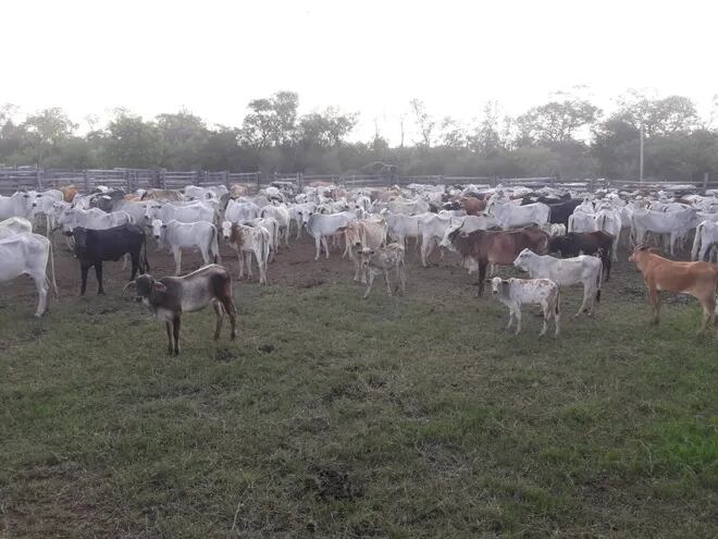 Con las primeras lluvias que se están registrando en esta zona chaqueña, la ganadería es una de las actividades más beneficiadas.