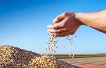 Desde Cargill apuntan al crecimiento de la adhesión a programas de certificación de la soja.