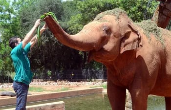 Maia era la única elefanta del país. Llegó en 1972, cuando apenas tenía unos dos años de edad y vivió mayormente sola. Ayer, a los 49 años, falleció.