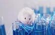 ratón rata laboratorio cobayo