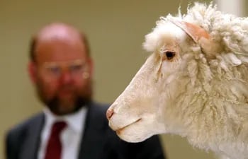 El profesor Ian Wilmut, "padre" de la primera oveja clonada llamada "Dolly". (AFP, archivo)
