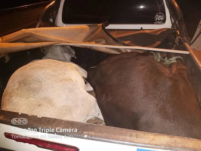 En la carrocería del vehículo estaban dos animales vacunos con las patas atadas, que a su vez fueron cubiertos con la carpa protectora de la camioneta.