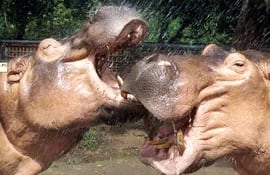 En los años ochenta, el capo de la droga adquirió una pareja de hipopótamos, enormes animales semiacuáticos, para su zoológico personal.