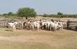 Parte de las 45 vacas preñadas, denunciadas como robadas, y recuperadas por agentes policiales, en la zona de Bahía Negra, Alto Paraguay.