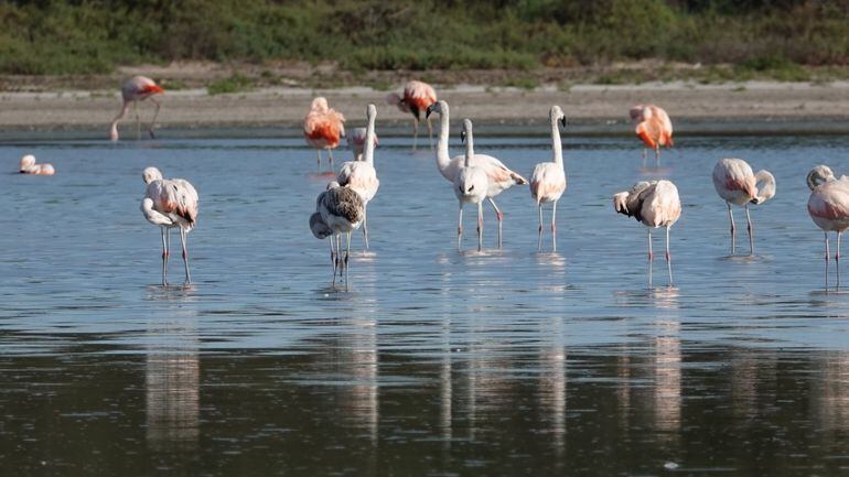 Aves migratorias alimentándose en las Lagunas Saladas. Foto de Jack Recalde.