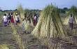 el-cultivo-de-sesamo-tiene-una-gran-importancia-social-en-paraguay-es-una-herramienta-de-lucha-contra-la-pobreza--200513000000-1148916.jpg