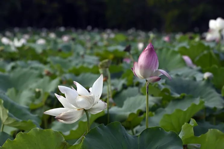 La "isla de Taiwán" en el parque Ñu Guasu presenta un verdadero estallido de lotos en flor.