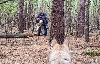 Un perro rastreador encontró una mascota perdida en un bosque.