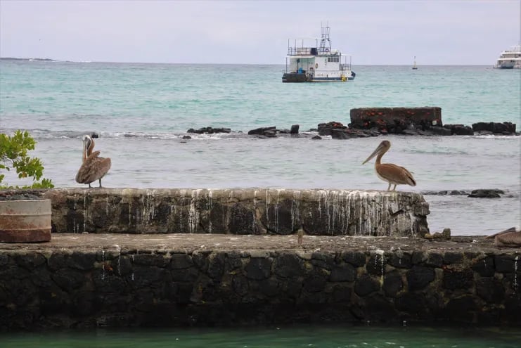Dos pelícanos pardos descansan en el puerto pesquero de Puerto Ayora en la Isla Santa Cruz, Galápagos (Ecuador). Autoridades sanitarias de Perú emitieron una alerta por casos de influenza (gripe) aviar H5N1.  (archivo)