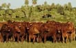 La ganadería es uno de los pilares de la economía paraguaya, la sequía y los bajos precios internacionales golpean al sector.