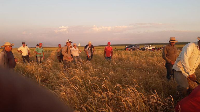 Productores de arroz de Santa María de Fe Misiones perdieron sus cultivos por falta de lluvia.