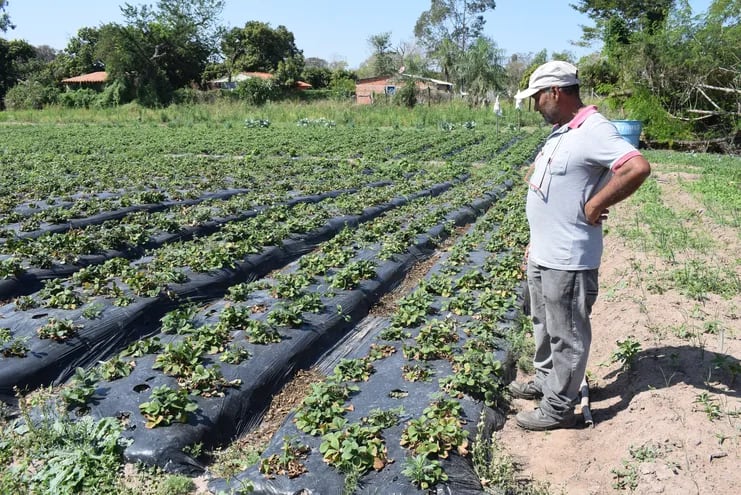 Pequeños productores aseguran que sí existen pérdidas en la producción de frutilla en Areguá.