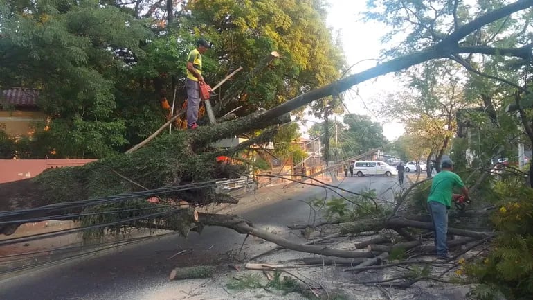 Caída de árbol sobre la avenida Santísima Trinidad.