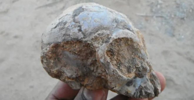 Cráneo fosilizado de mono.