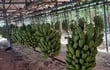 La producción de banana en Tembiaporá estaría en 7 millones de cajas/año, pero se puede mejorar.
