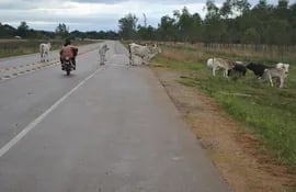 vacas-en-la-ruta-161024000000-563210.JPG