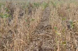 La falta de buenas lluvias golpea a los productores por tercer año consecutivo, en la imagen un cultivo de soja  destruido por el fuerte viento y la falta de agua.