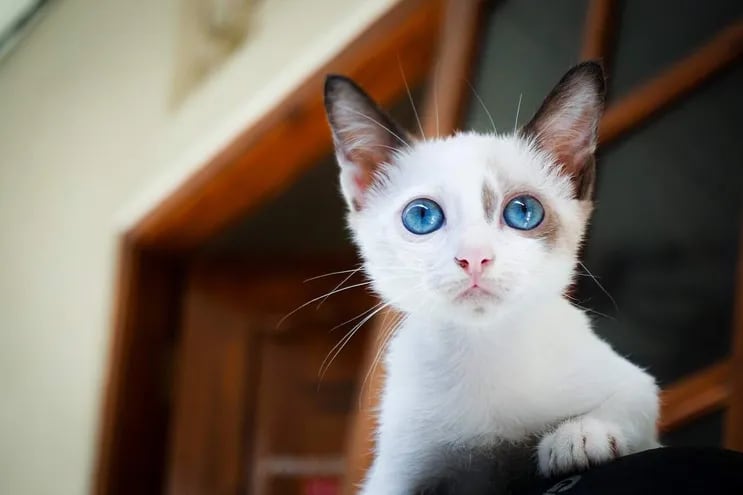 Muchos gatos blancos son sordos y si tienen los ojos azules, hay mas probabilidad de que lo sean en ambos oídos.