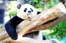 el-panda-es-un-emblema-en-china-pekin-protesto-porque-es-muy-pronto-decir-que-el-oso-no-esta-en-peligro-afp-205237000000-1497426.jpg