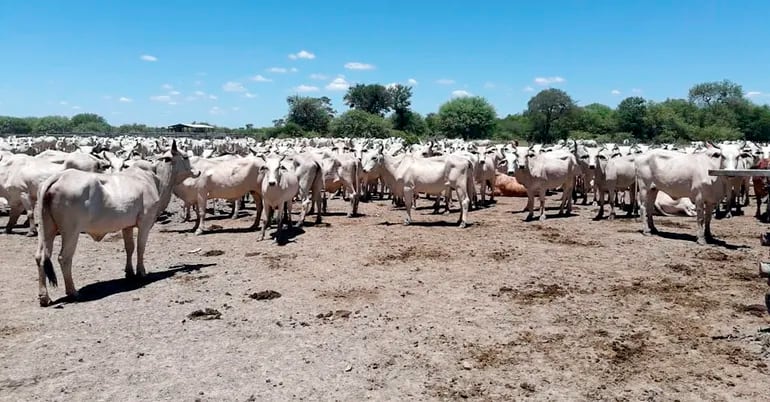 Las lluvias que se registran en el Alto Paraguay  benefician al sector de la ganadería.