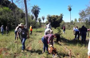 Estudiantes de Ciencias Agrarias de la UNA, instruyen a productores sobre el cultivo de la Yerba Mate