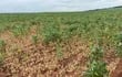 Una parcela de soja, con muestras de los efectos de la sequía. Se espera lluvia para el fin de semana, para luego evaluar la situación, según dijeron dirigentes del agro.