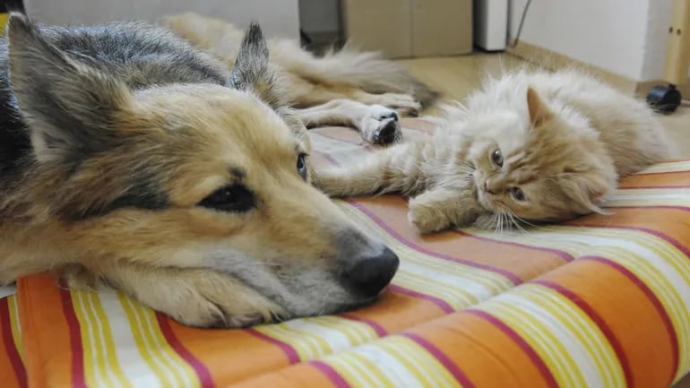 Los problemas respiratorios en nuestras mascotas son un motivo frecuente de consulta en las clínicas veterinarias.