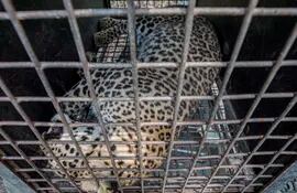 Un leopardo sedado en una jaula en el zoológico de Kirtipur, Nepal.