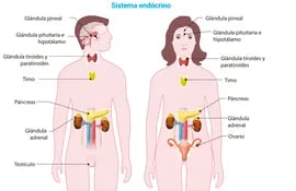 Enfermedades endócrinas y metabólicas.