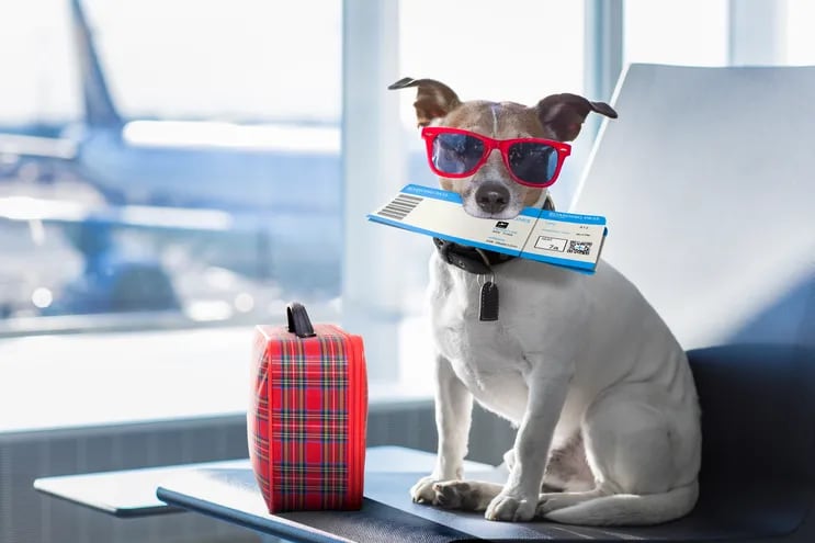 Si sos apegado a tu mascota ( y viceversa) tu perro puede ir contigo de vacaciones. Pero habrá que atenerse a ciertas reglas.