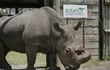 rinoceronte-145317000000-1729847.JPG