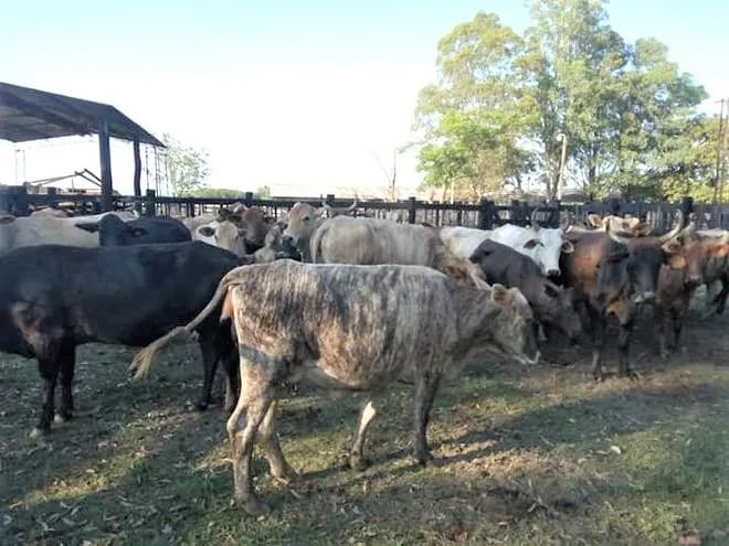 20 animales vacunos fueron hurtados del establecimiento ganadero de Ybytymí.