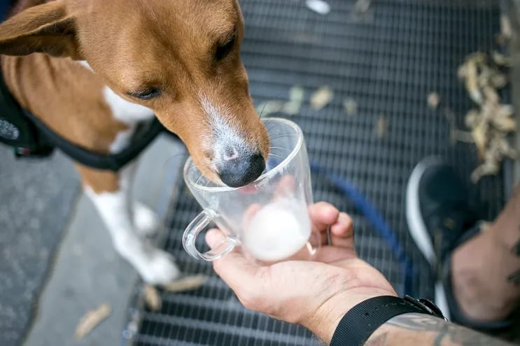 Un perro toma leche de la taza de un humano.